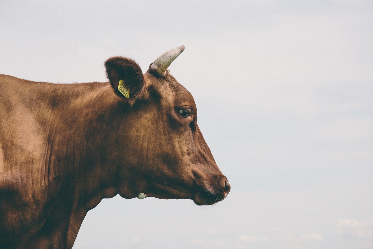 Wysłodki melasowane i niemelasowane – wartościowa pasza dla bydła